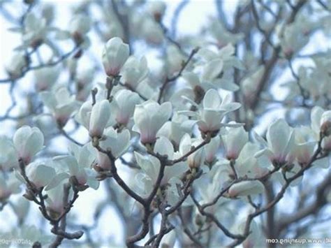 玉蘭花 陰|Re: [農園] 玉蘭花的開花期及照顧